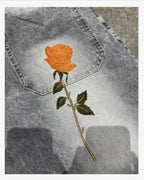 Bermuda Baggy Rose